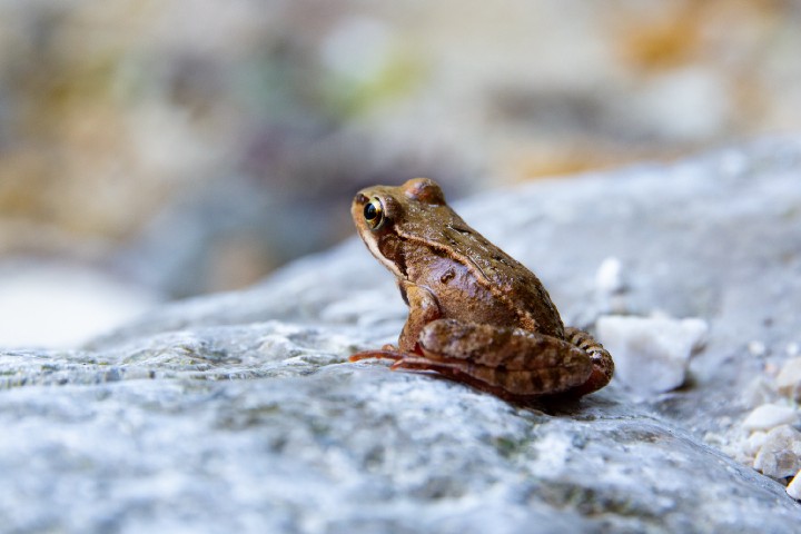 Frog sitting on a rock.